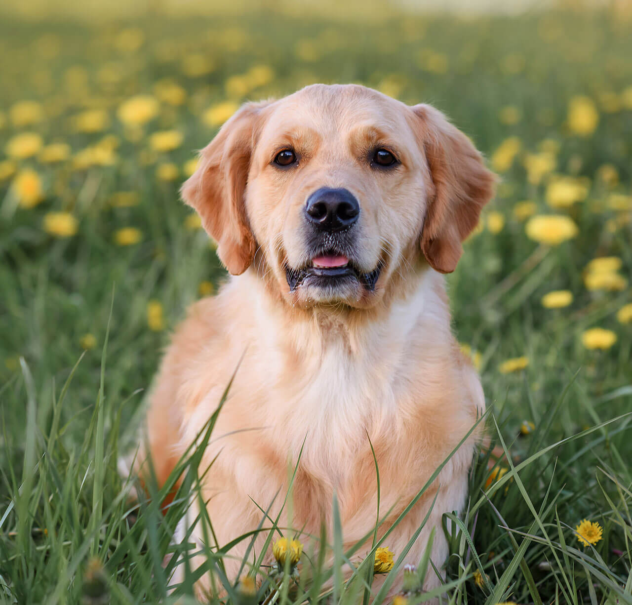 Wunderschöner Hund, Golden Retriever, Labrador, sitzt im Gras mit löwenzahngelben Blüten im Frühling