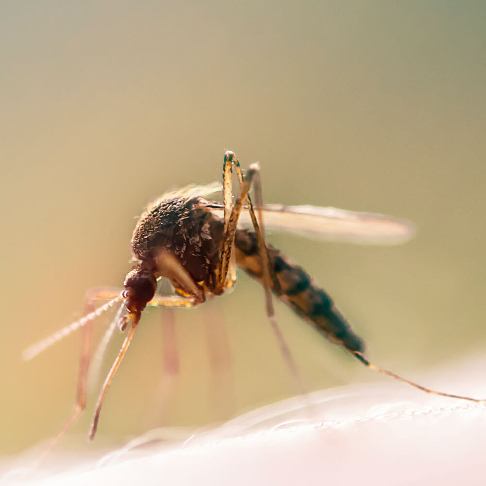 Mücke Nahaufnahme