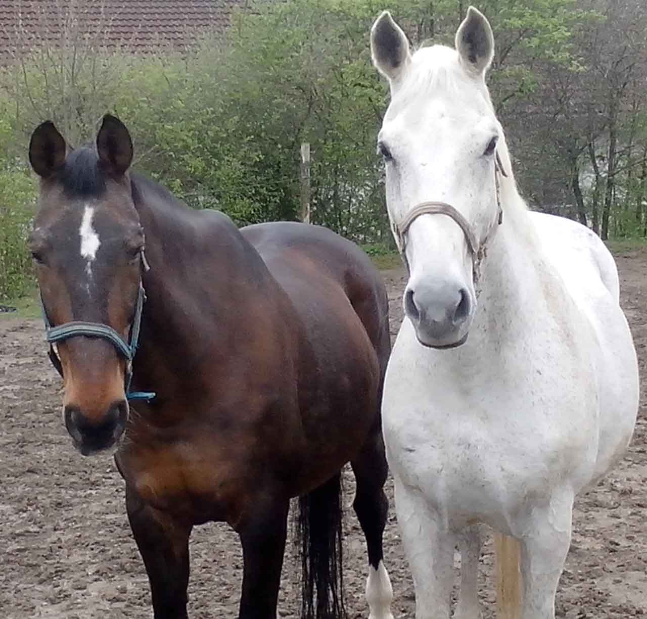 11 Dinge die Sie nicht tun sollten wenn Ihr Pferd Sommerekzem hat