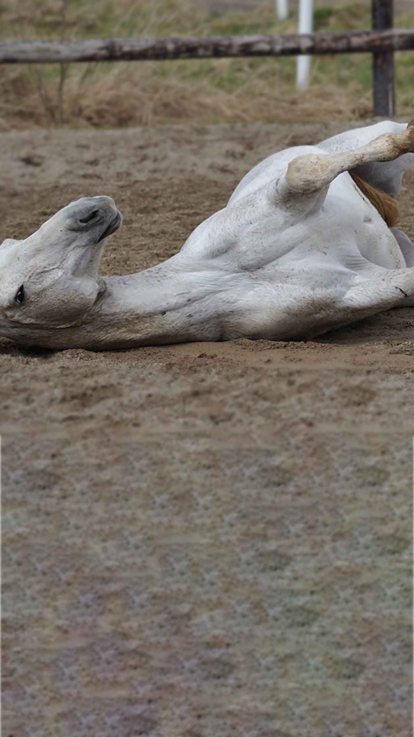 Unruhiges Pferd auf dem Boden wegen Mücken und Zecken