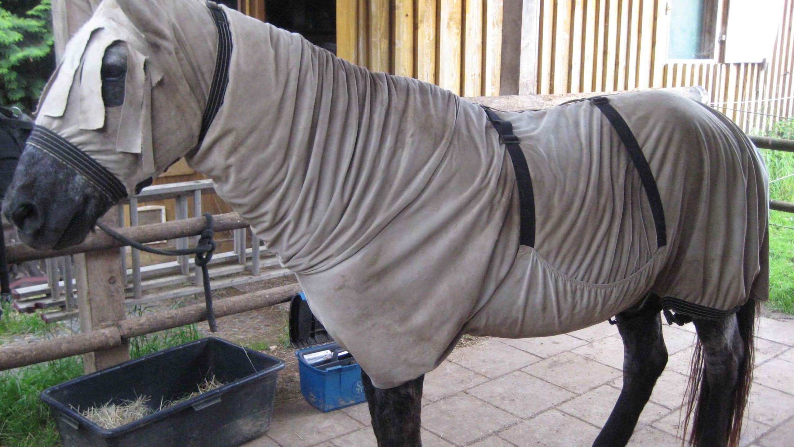 Pferd mit Ekzymdecke