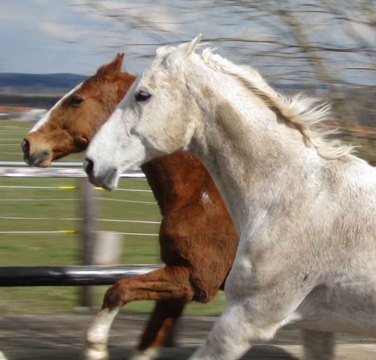 Regeröl für Pferde