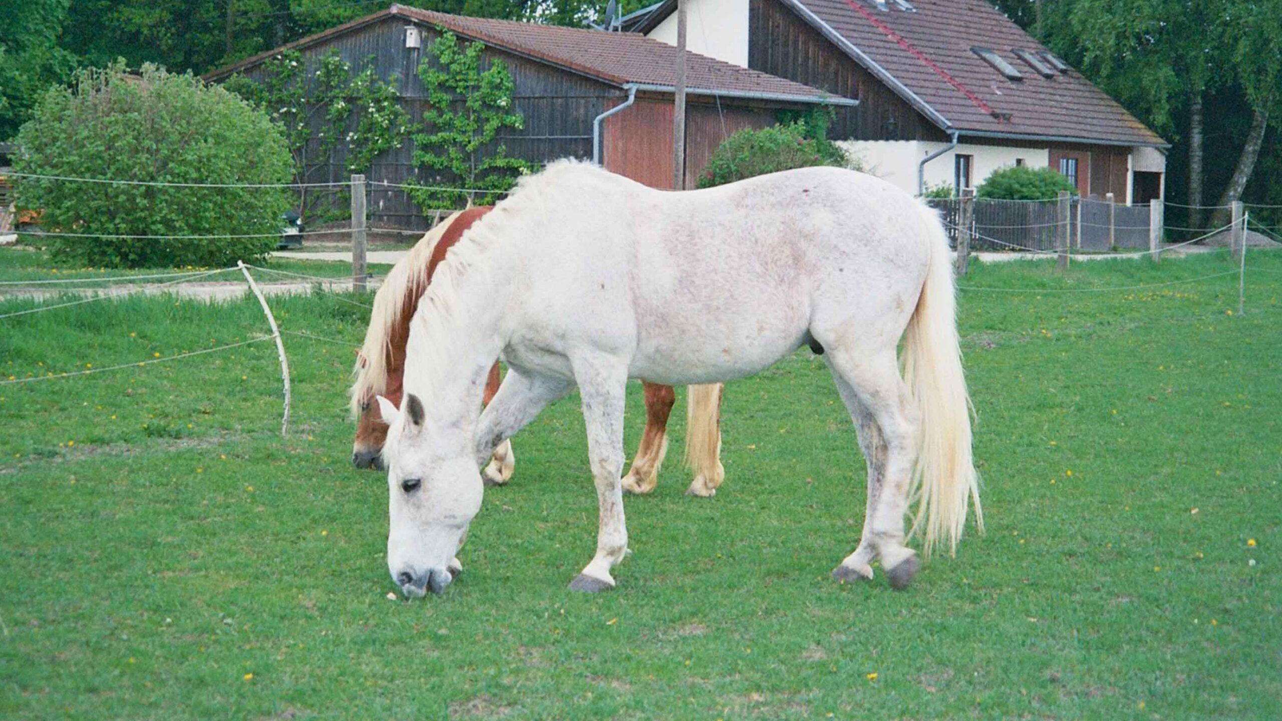 2 Pferde auf der Wiese