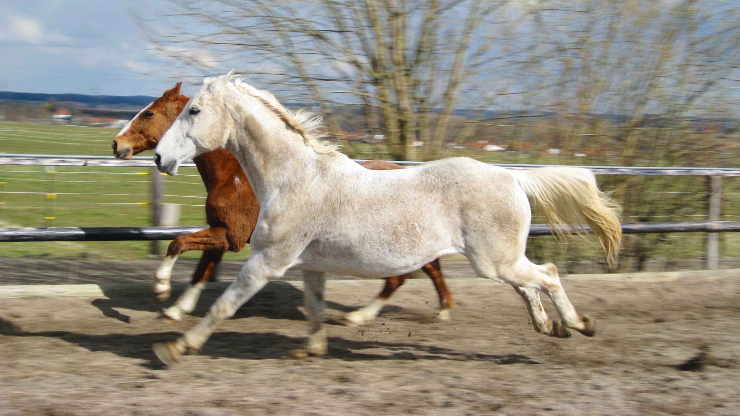 2 Pferde reiten Glücklich auf der Wiese