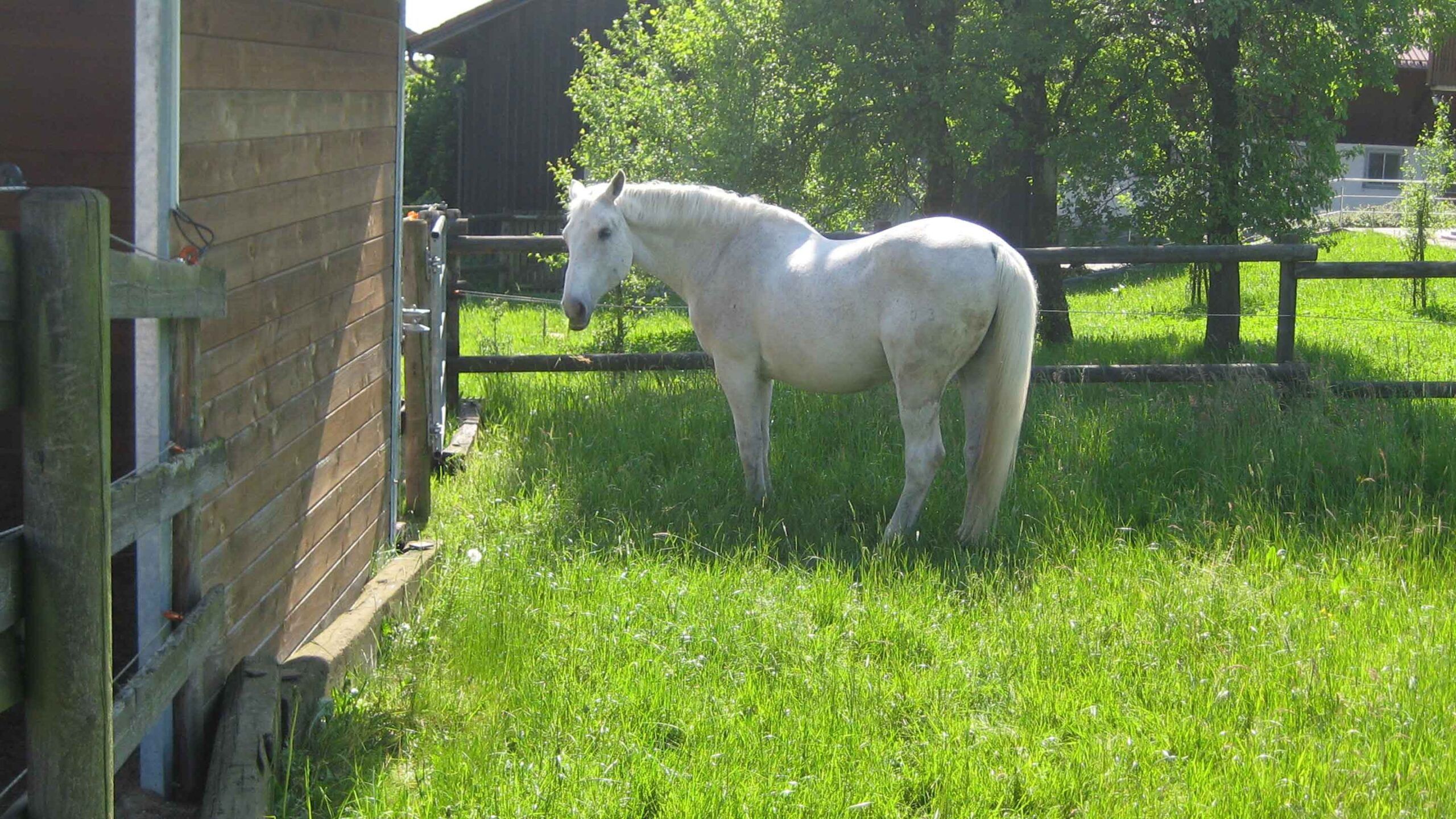 Pferd auf der Wiese im Sommer ohne Zecken