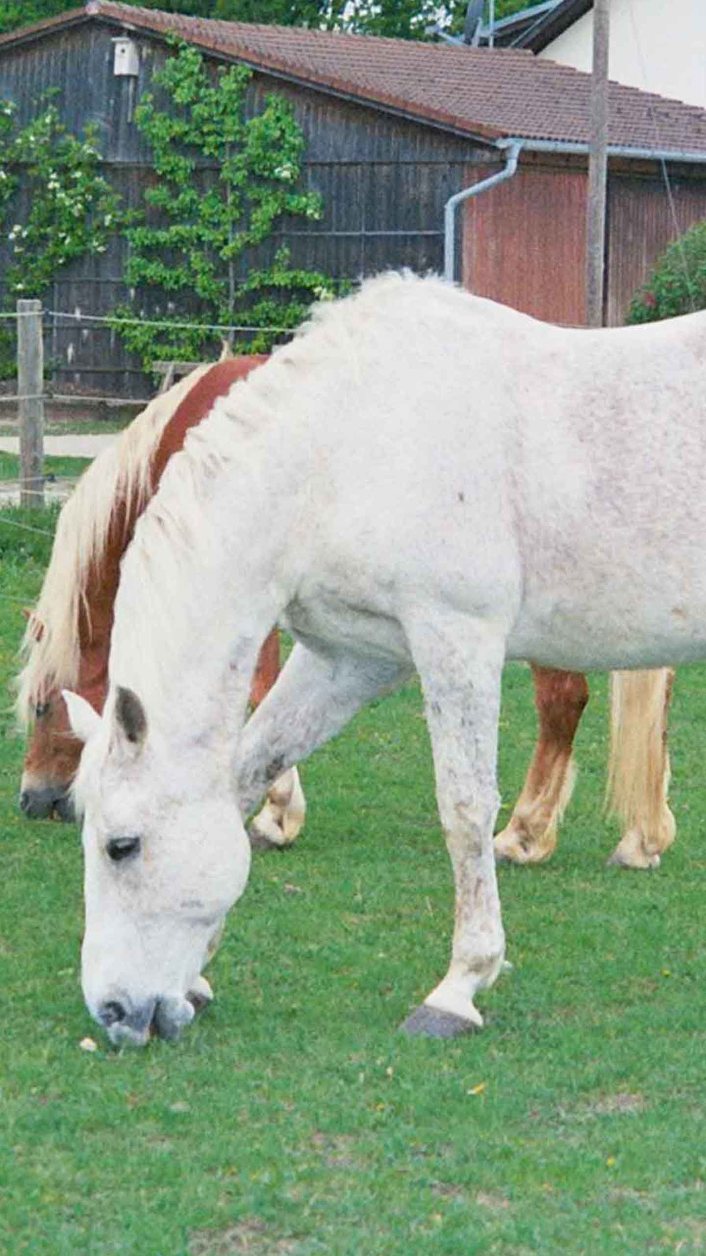 2 Pferde auf der Wiese
