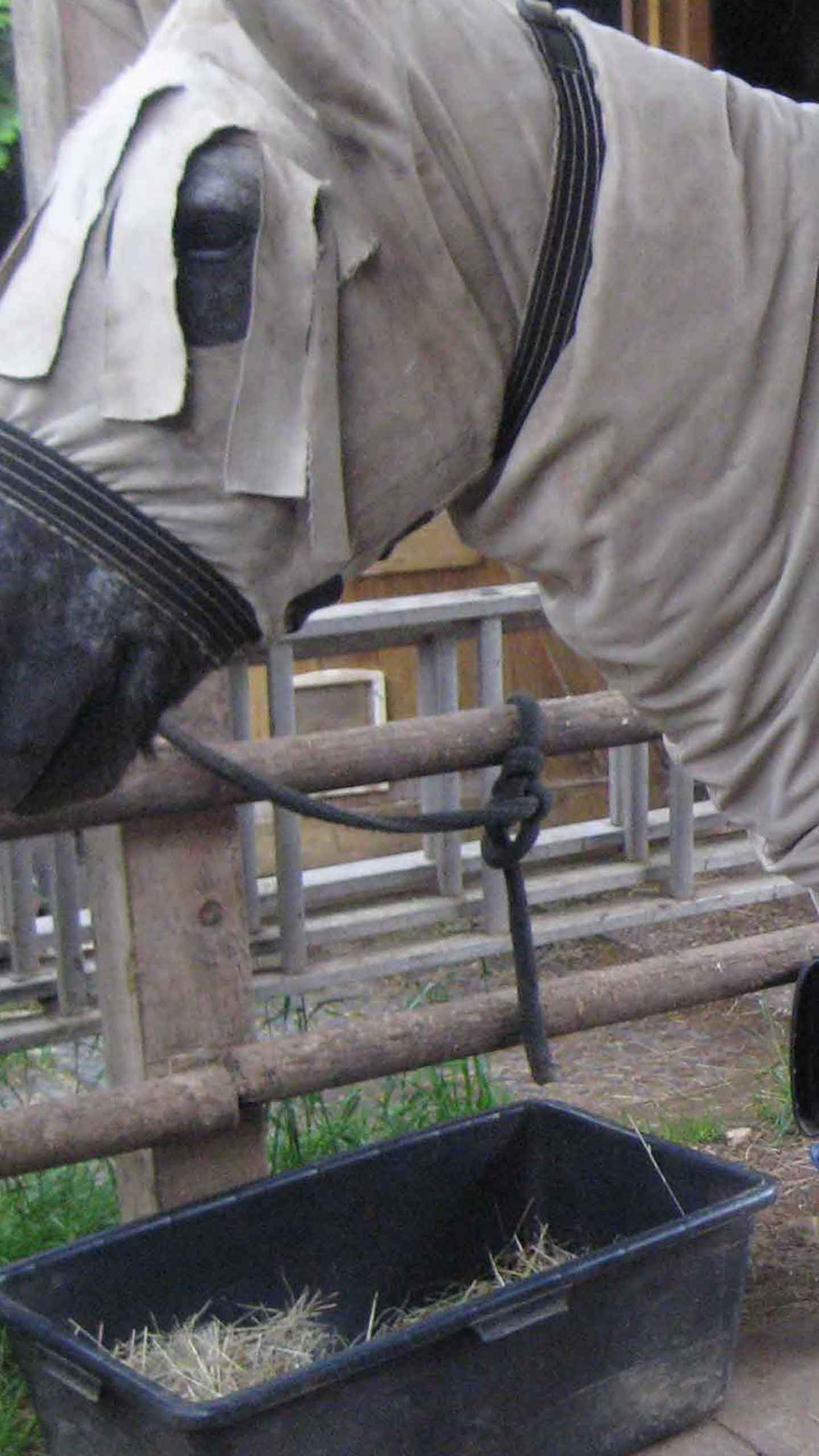 Pferd mit Ekzymdecke