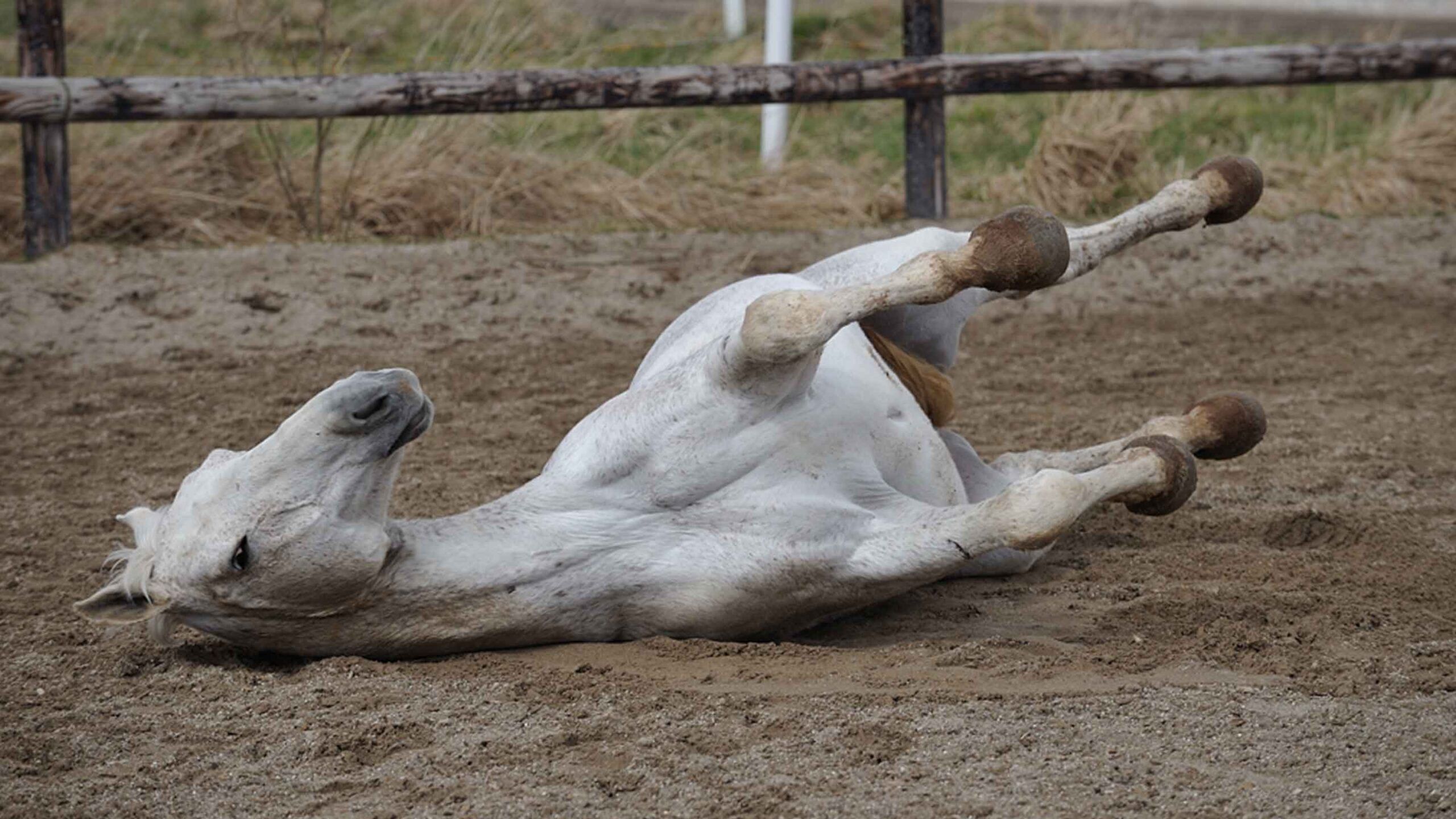 Unruhiges Pferd auf dem Boden wegen Mücken und Zecken